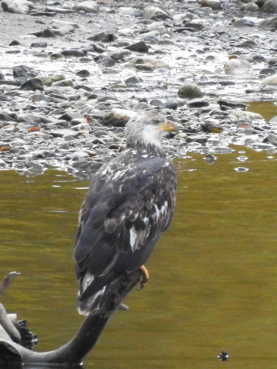 Bald Eagle - ML643397526