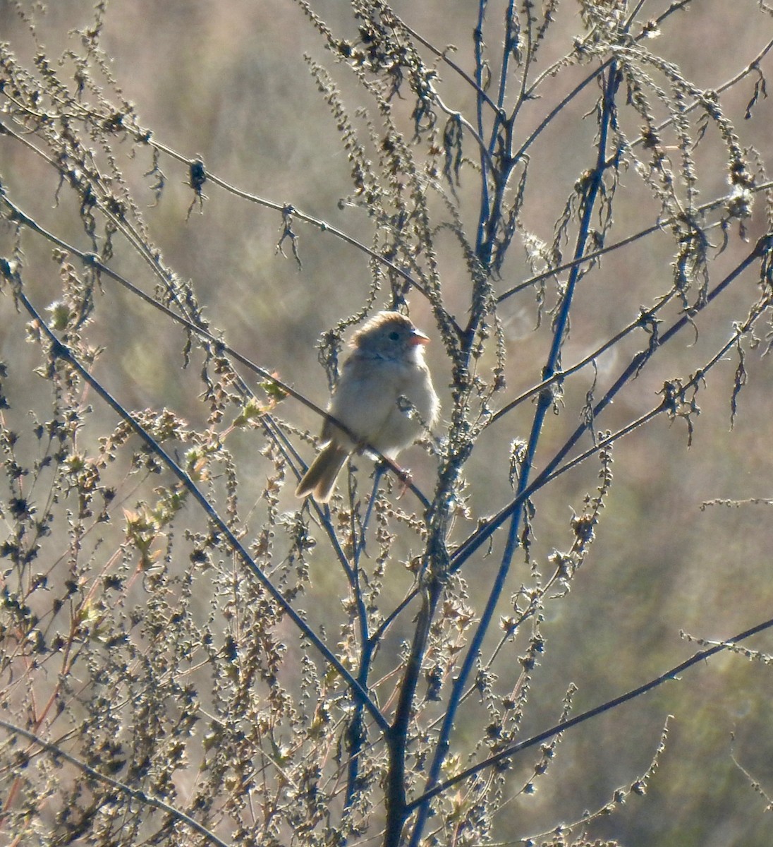 Field Sparrow - ML643397527