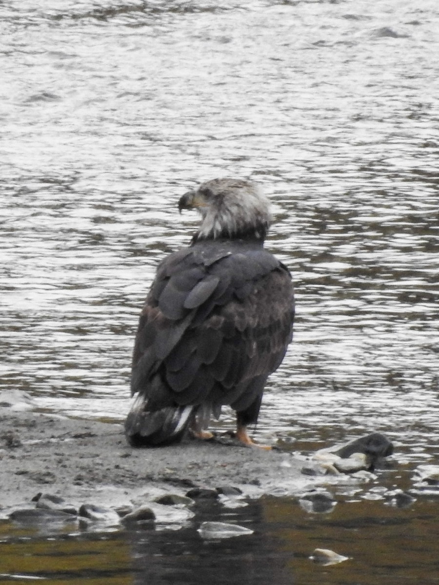 Bald Eagle - ML643397544