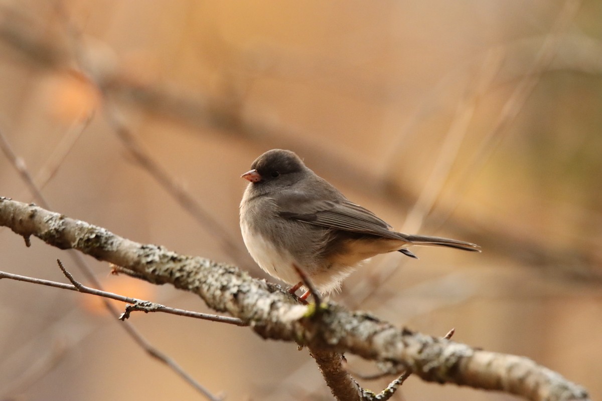 Dark-eyed Junco - ML643397547