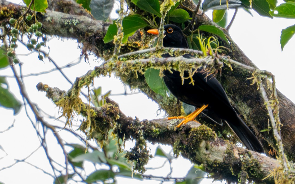 Glossy-black Thrush - ML643397551
