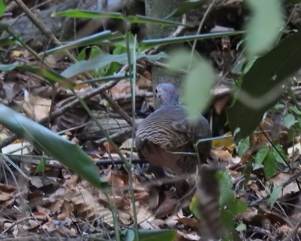 Red-legged Tinamou - ML643397564