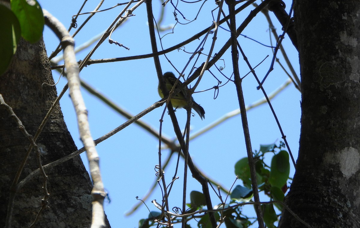 Ochre-lored Flatbill - ML643397565