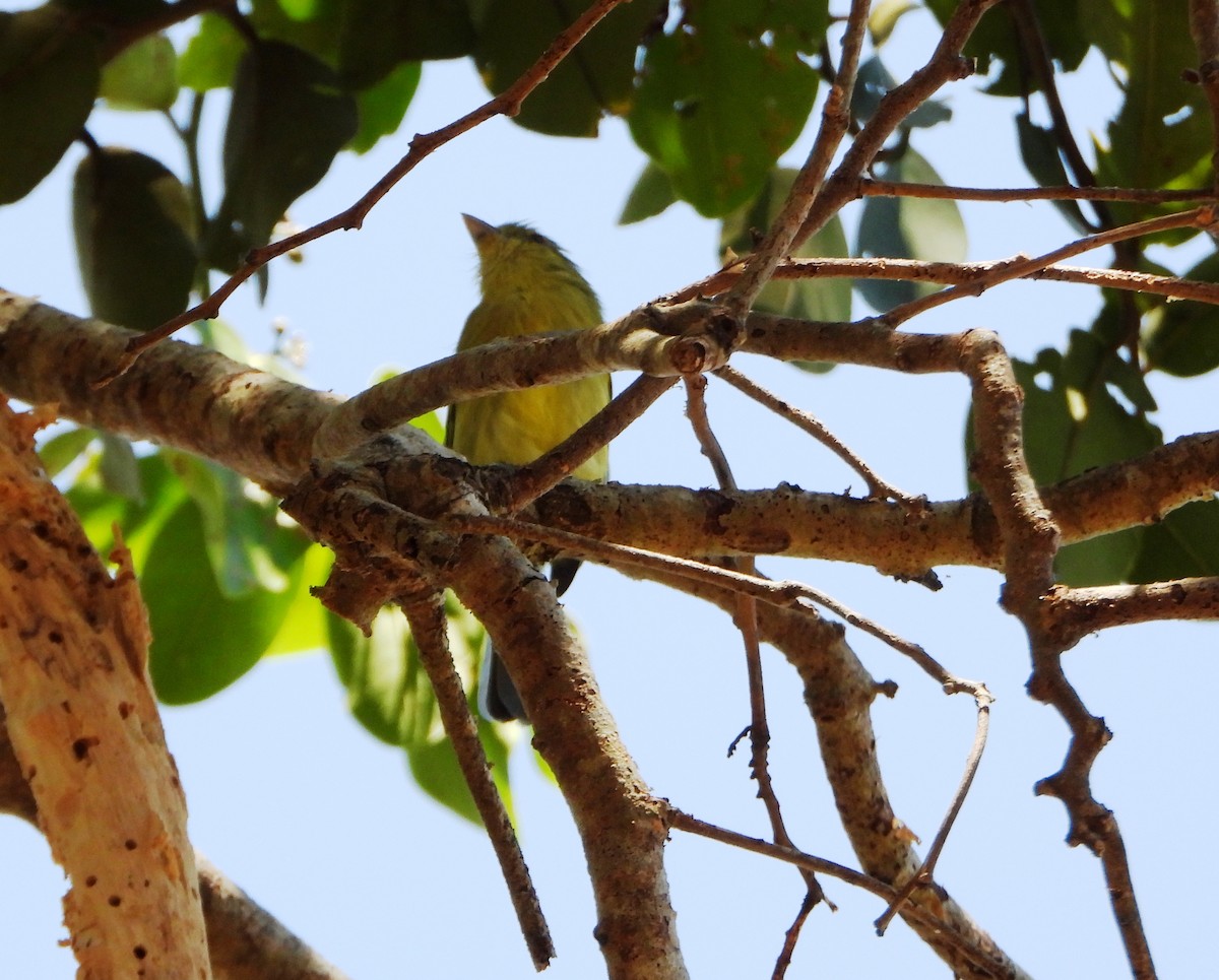 Ochre-lored Flatbill - ML643397566