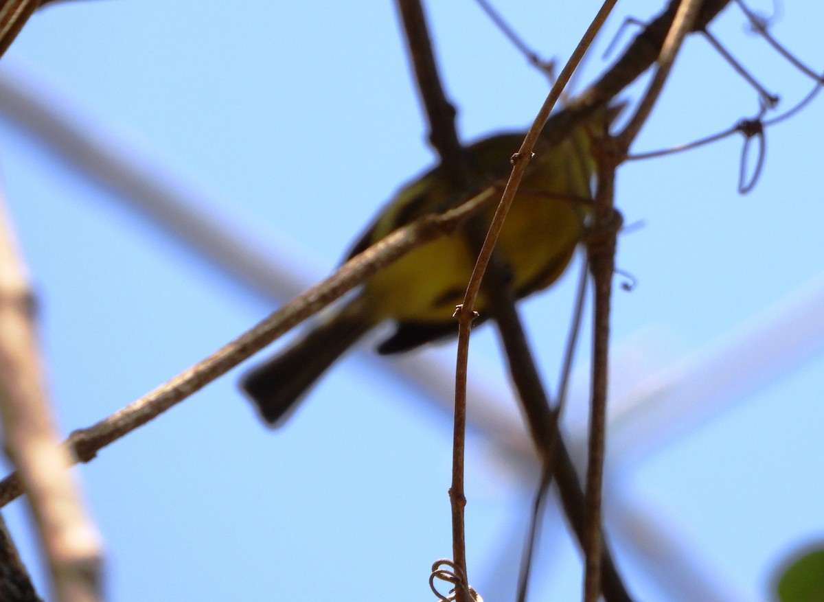 Ochre-lored Flatbill - ML643397567