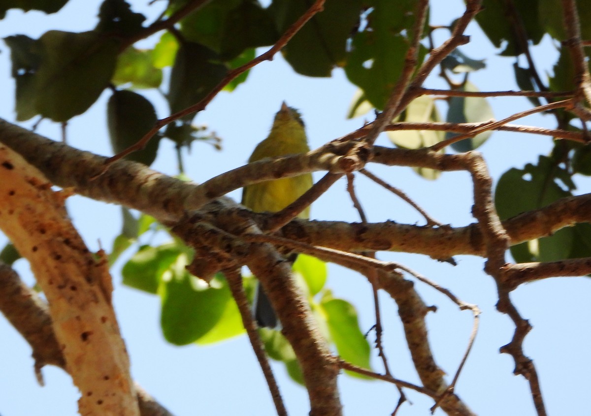 Ochre-lored Flatbill - ML643397568