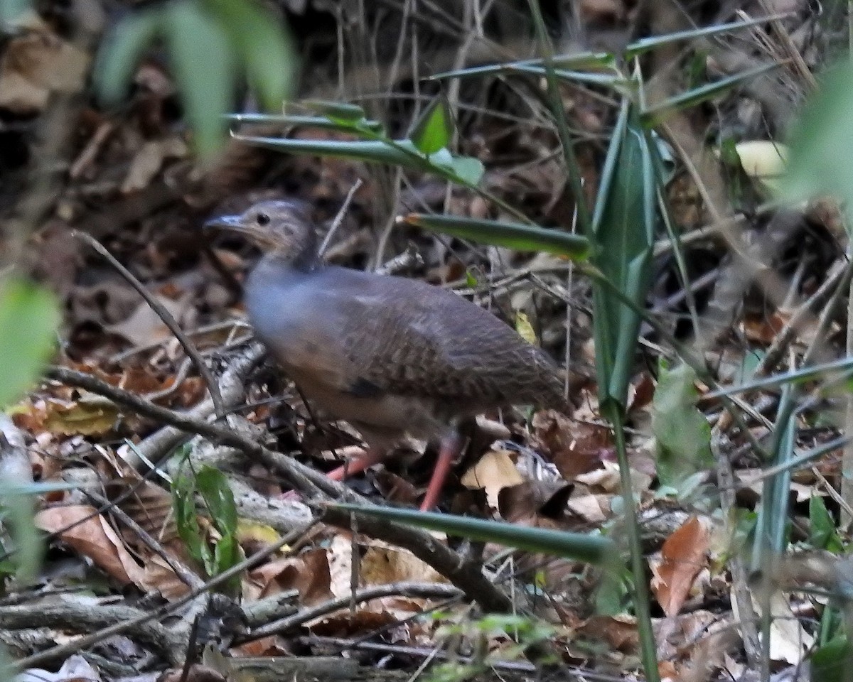 Red-legged Tinamou - ML643397575