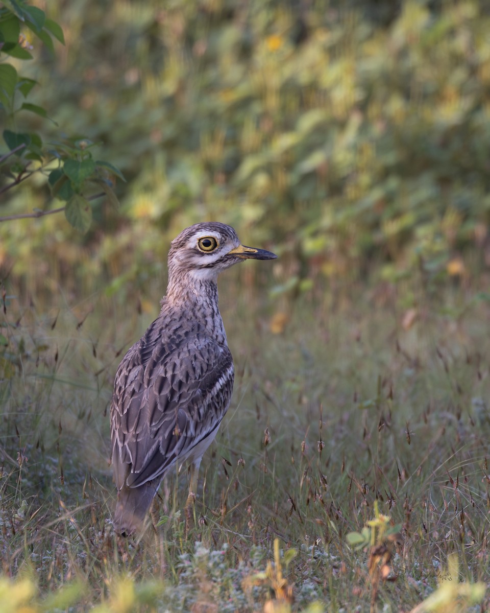 Indian Thick-knee - ML643397586