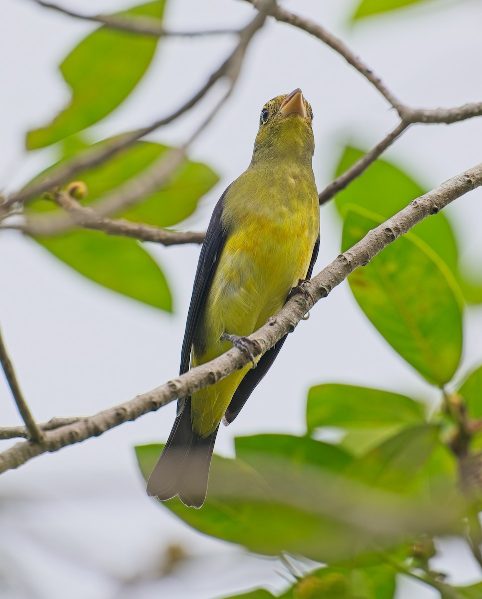 Scarlet Tanager - ML643397591