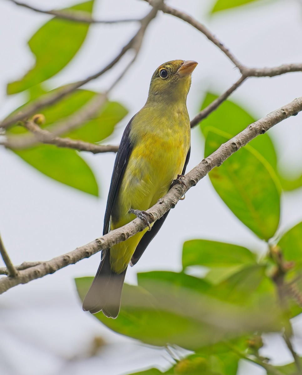 Scarlet Tanager - ML643397594
