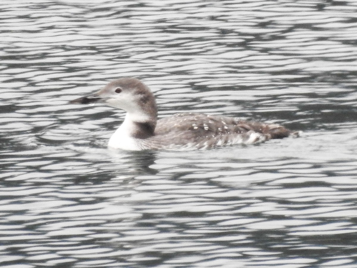 Common Loon - ML643397599