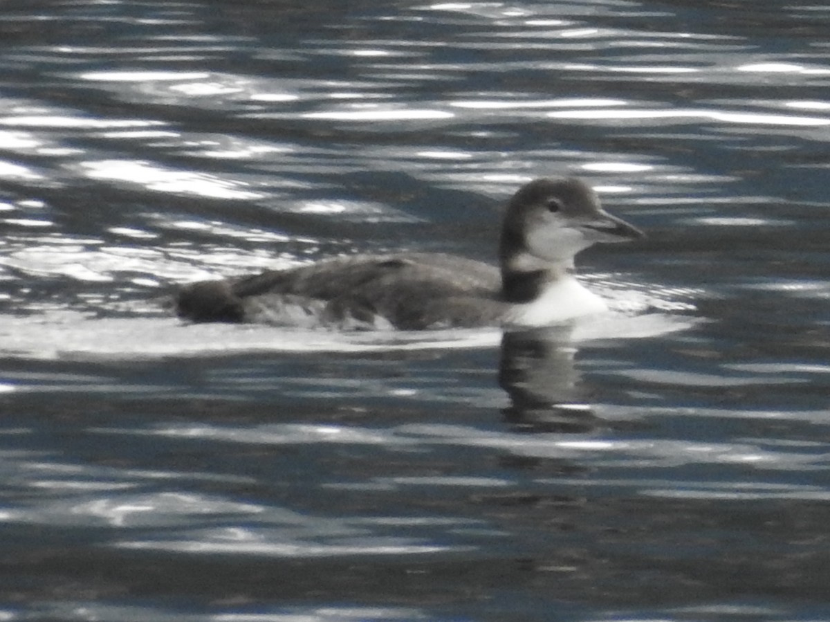 Common Loon - ML643397605