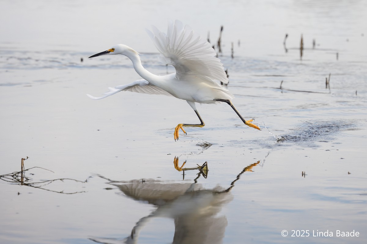 volavka bělostná - ML643397624