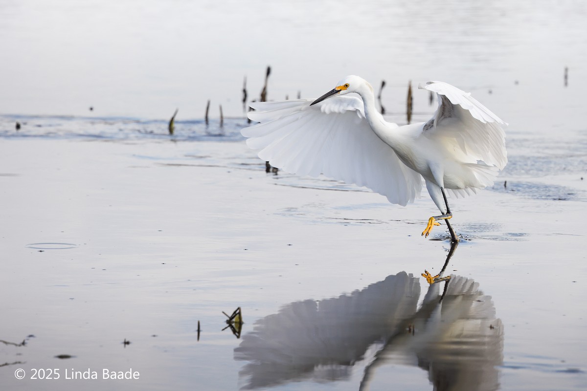 volavka bělostná - ML643397633