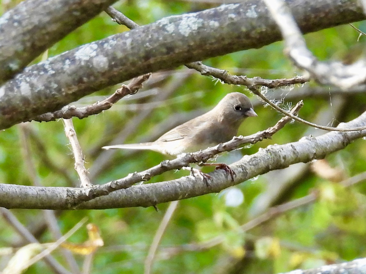 Dark-eyed Junco - ML643397635