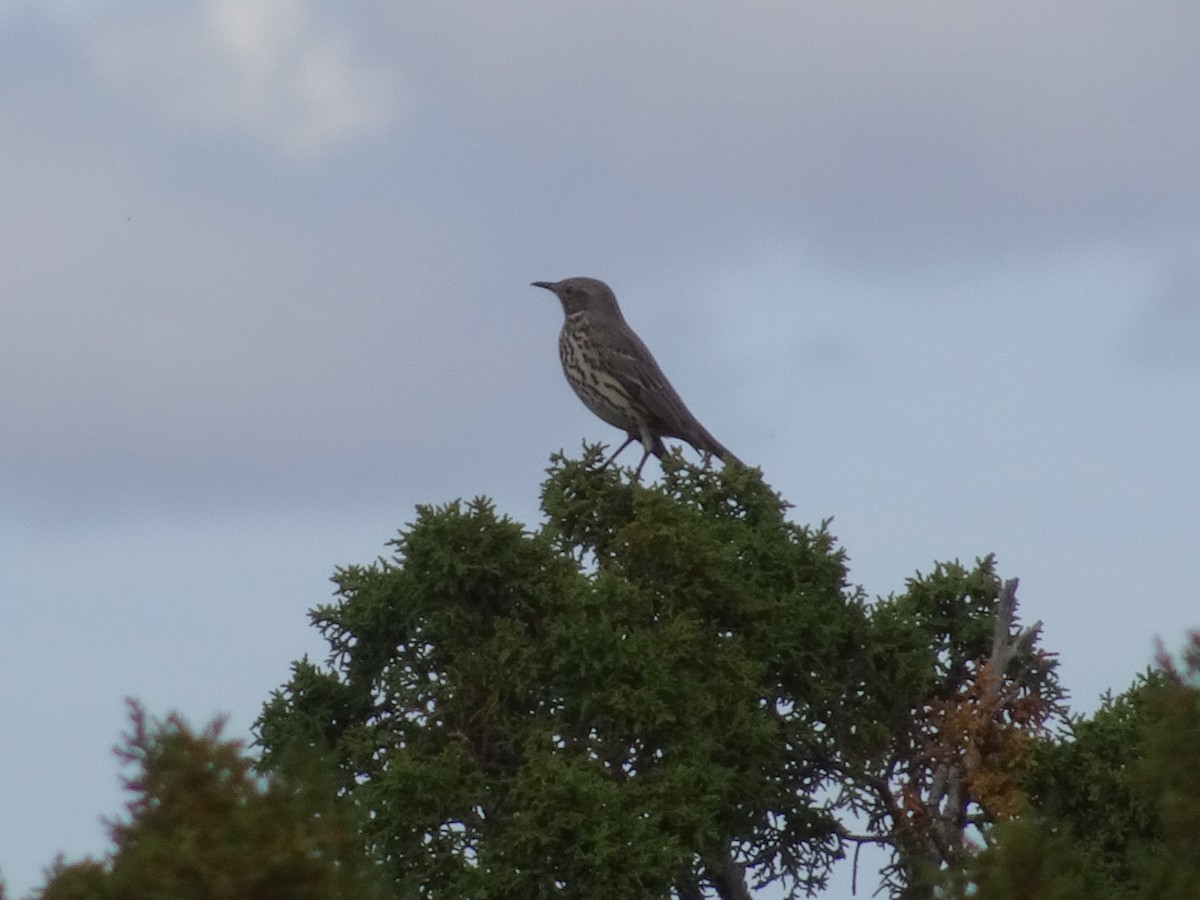 Sage Thrasher - ML643397644