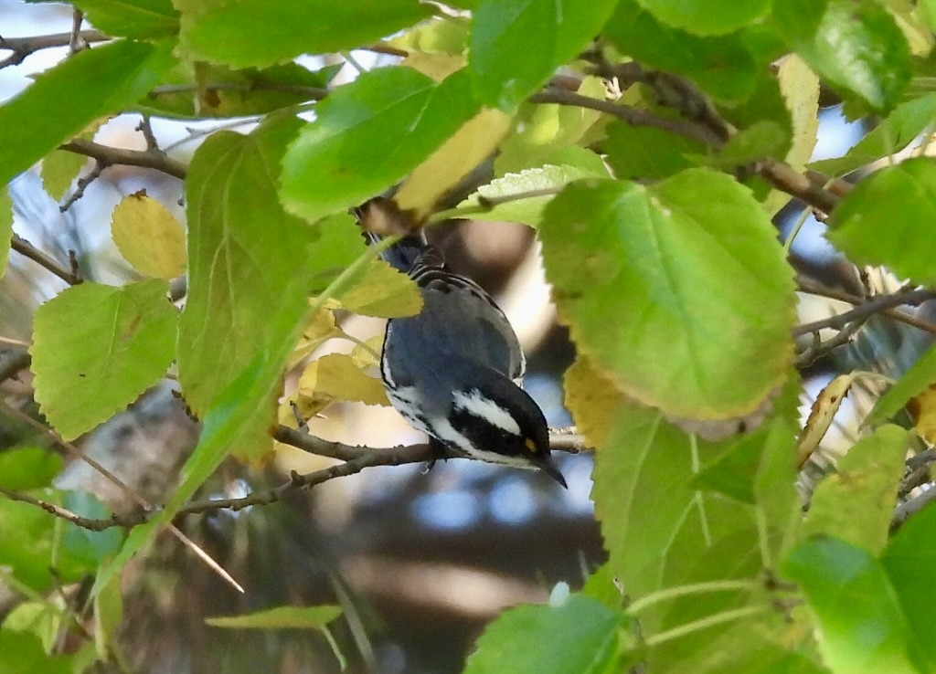 Kara Şeritli Ötleğen - ML643397652