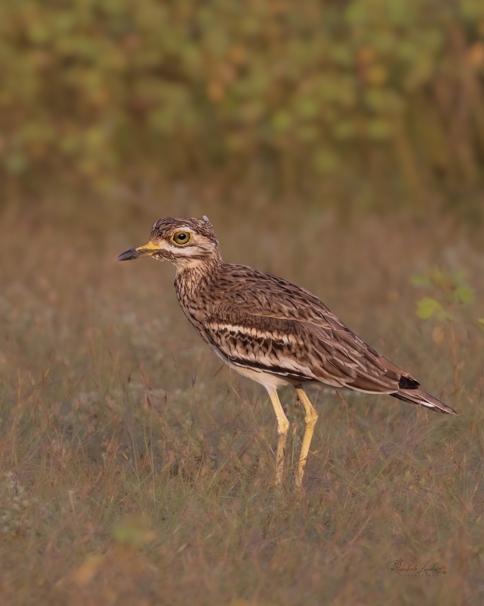 Indian Thick-knee - ML643397678