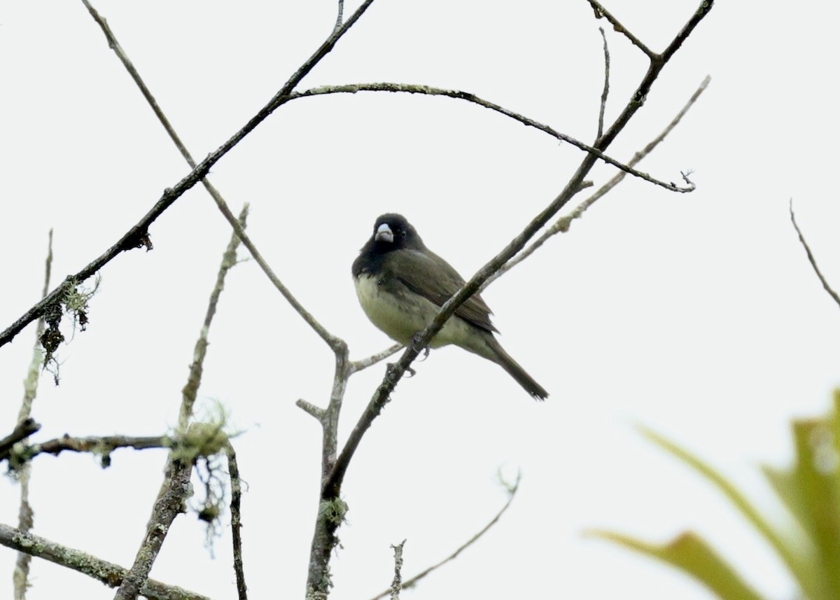 gulbukfrøeter - ML643397684