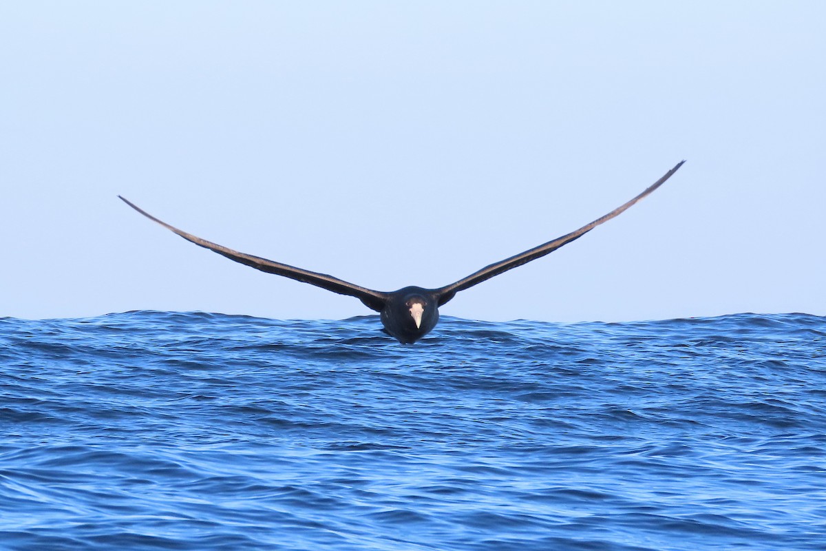 Southern Giant-Petrel - ML643397697