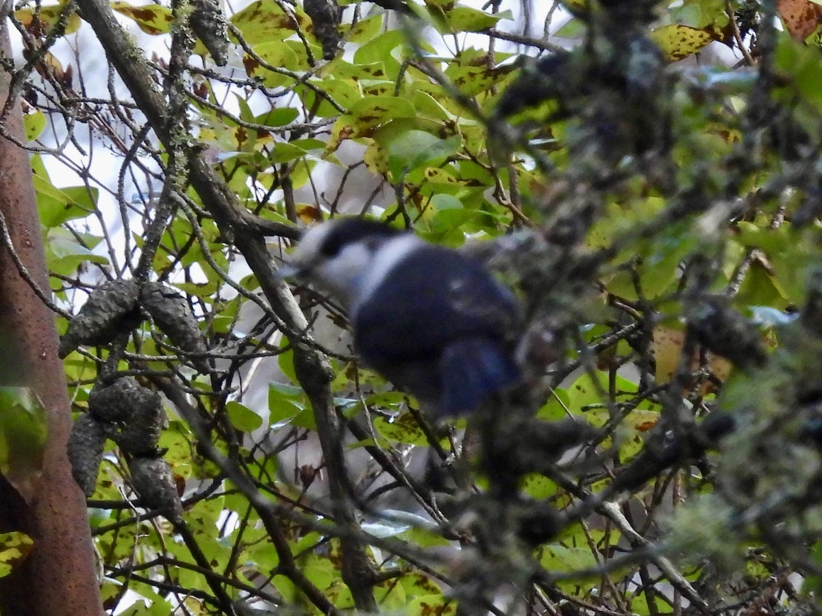 Kanada Kargası - ML643397706