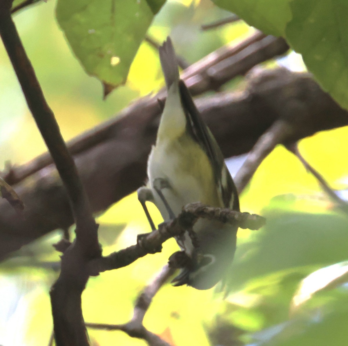 Blue-headed Vireo - ML643397710