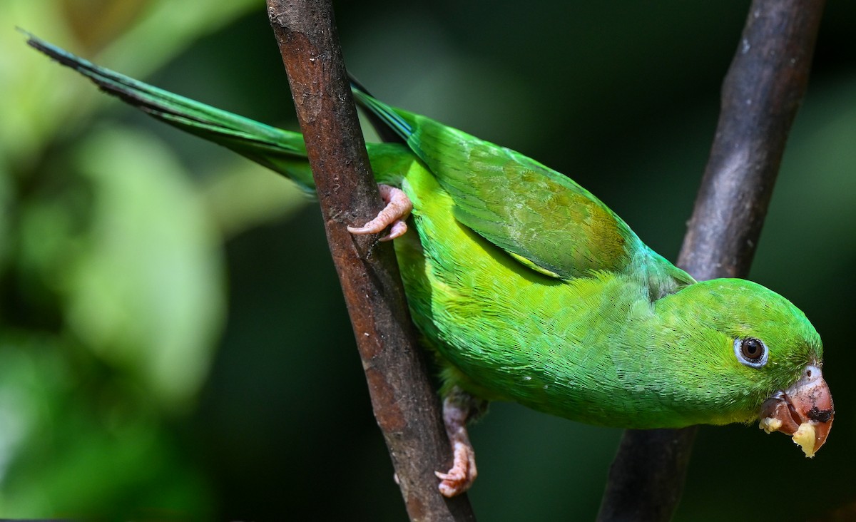 Plain Parakeet - ML643397729