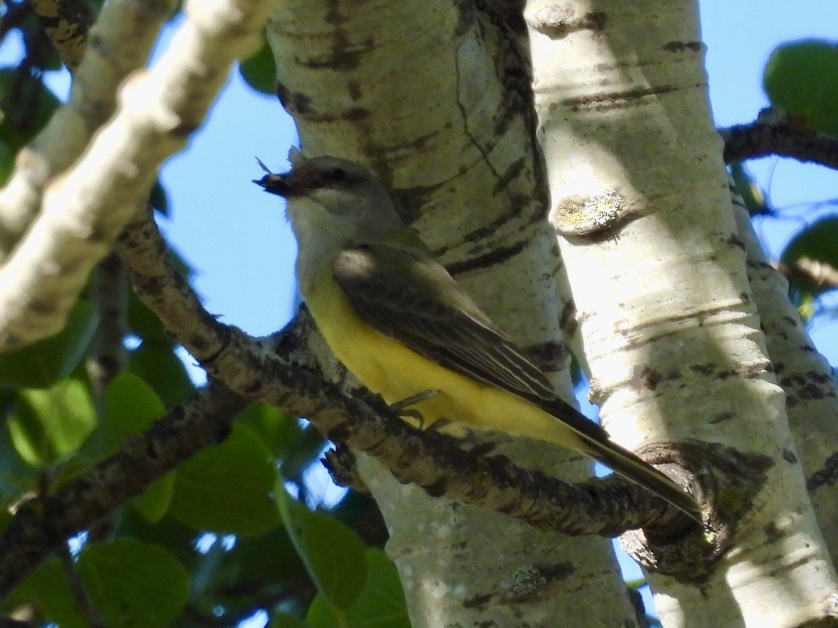 Batı Tiranı - ML643397761