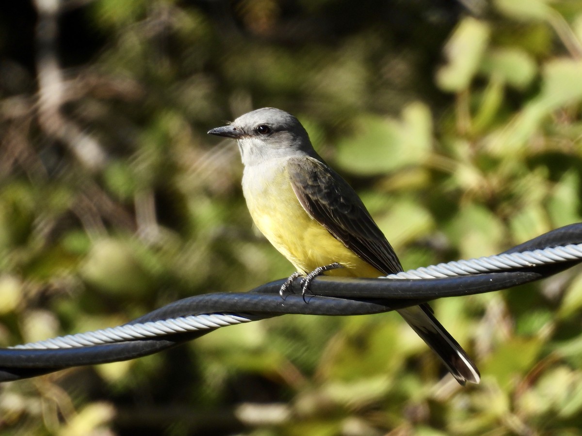 Batı Tiranı - ML643397763