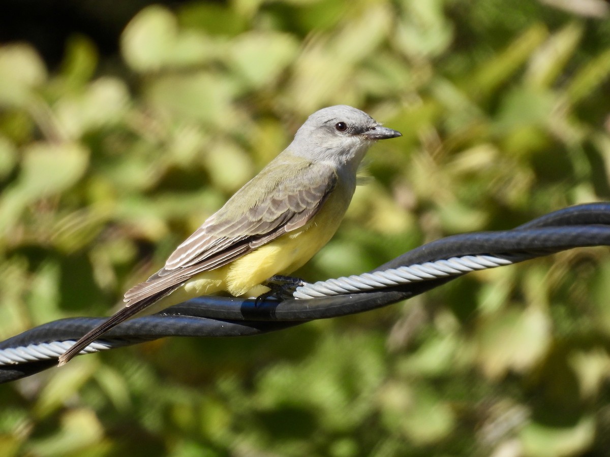 Batı Tiranı - ML643397765