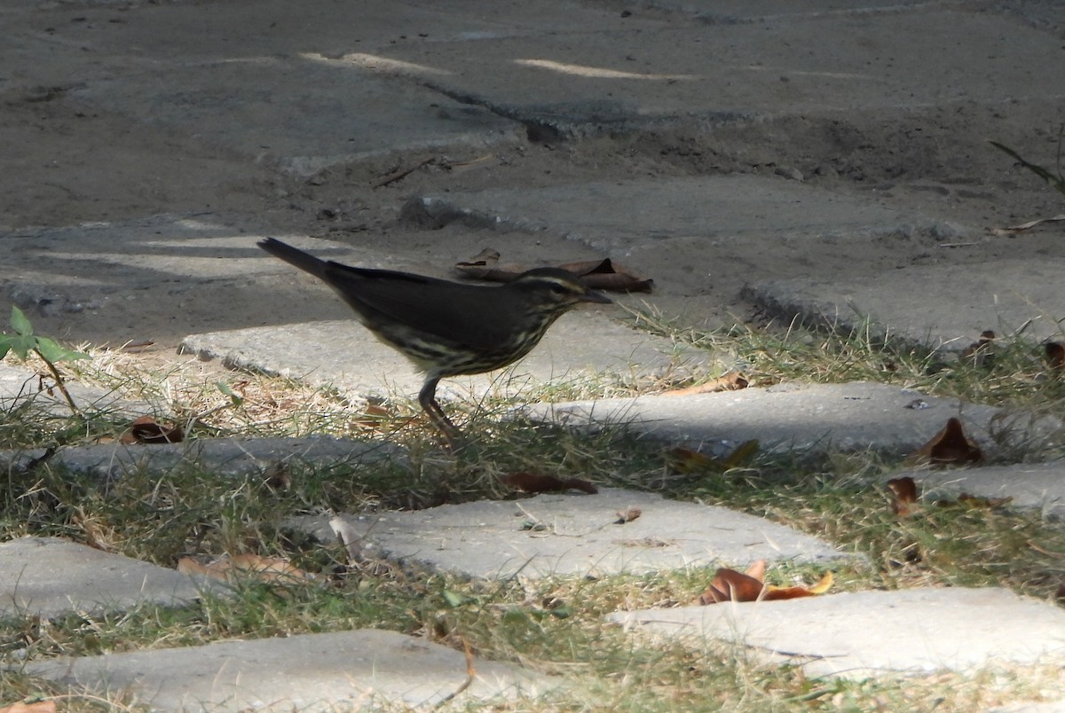 Northern Waterthrush - ML643397779