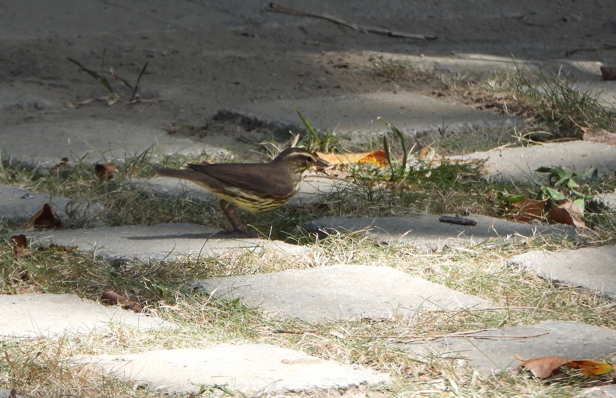 Northern Waterthrush - ML643397780