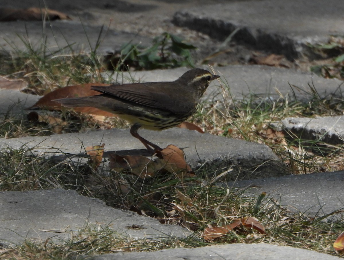 Northern Waterthrush - ML643397781