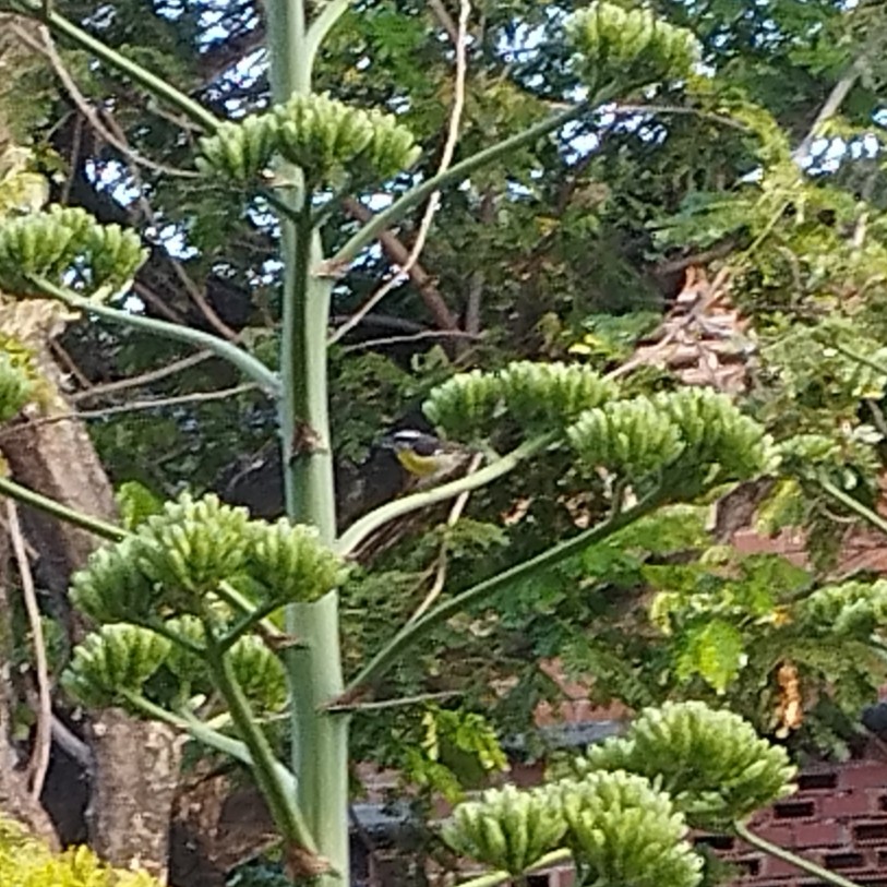 Bananaquit - ML643397782