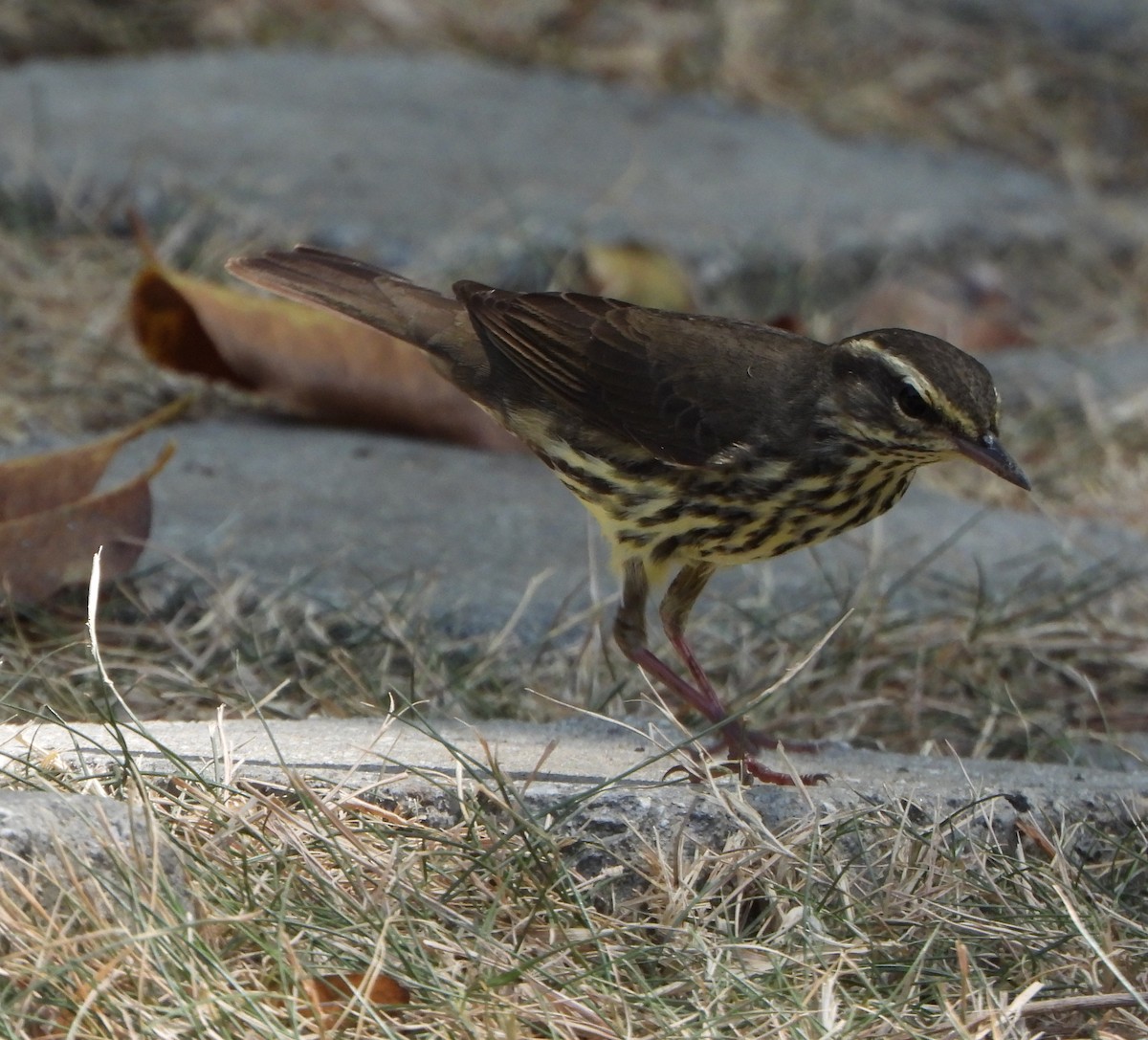 Northern Waterthrush - ML643397783