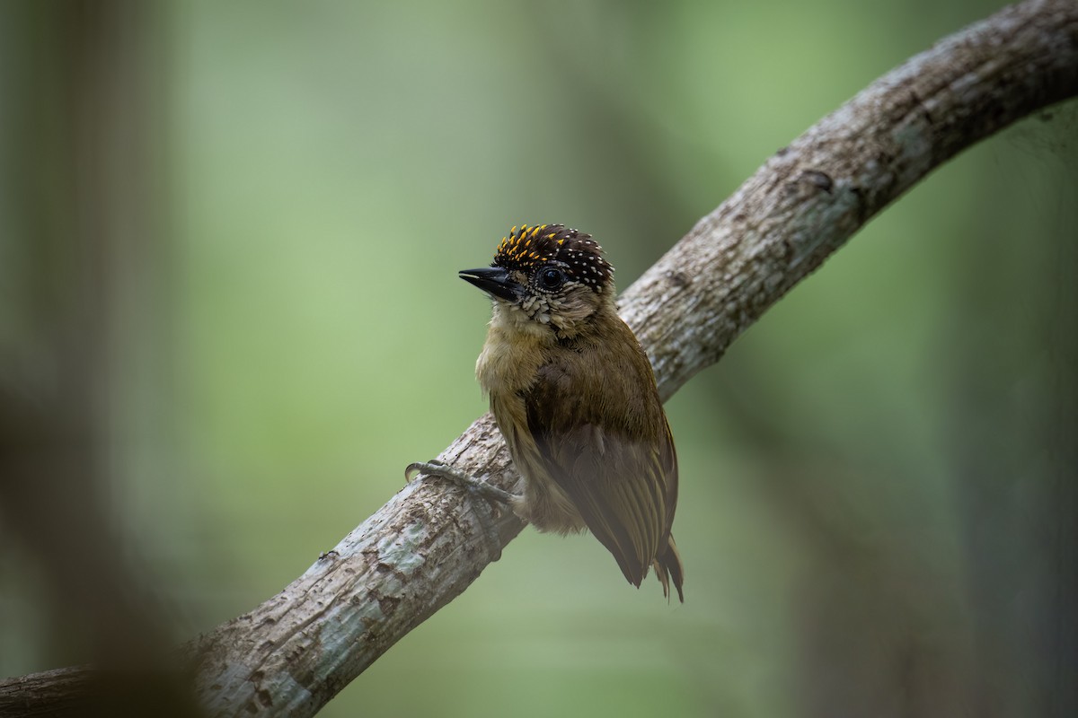 Olivaceous Piculet - ML643397789