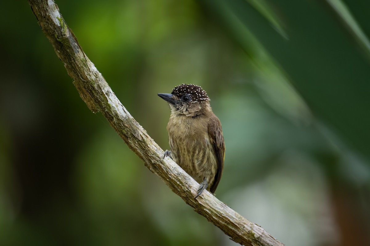 Olivaceous Piculet - ML643397800
