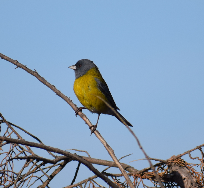 Gray-hooded Sierra Finch - ML643397802