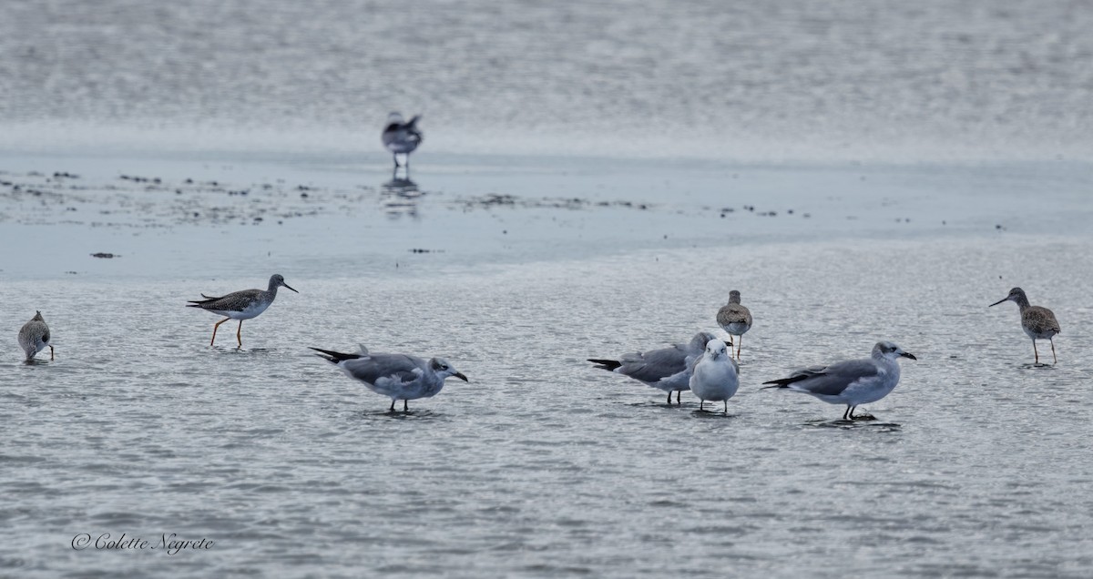 Lesser Yellowlegs - ML643397809