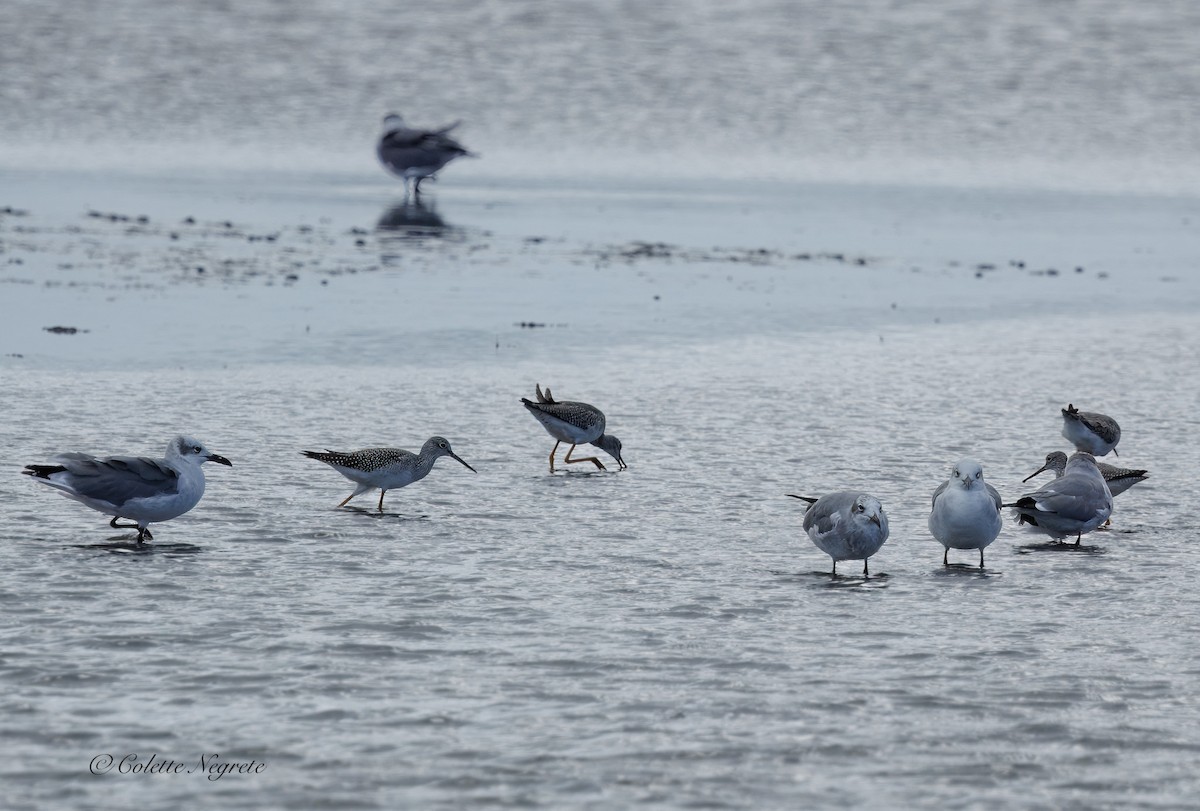 Lesser Yellowlegs - ML643397810
