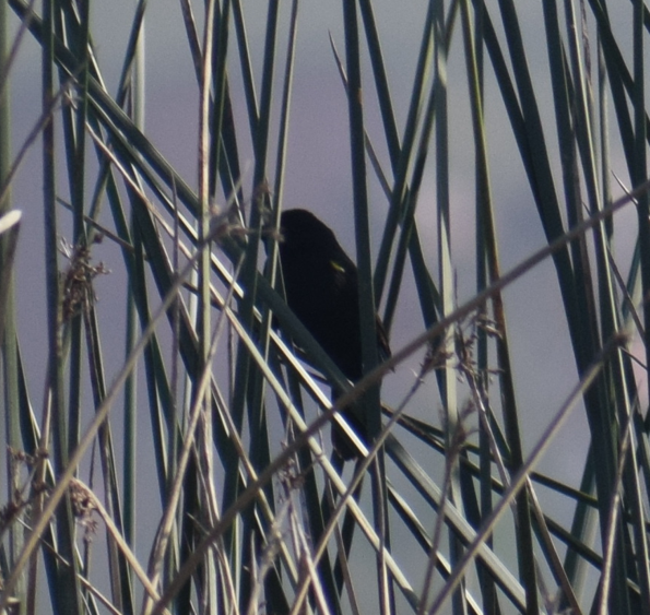 Yellow-winged Blackbird - ML643397814