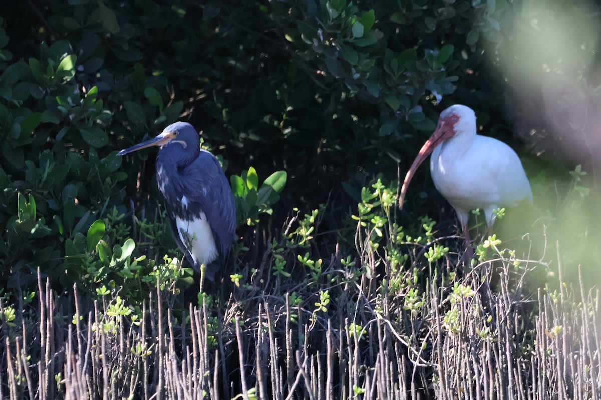 Tricolored Heron - ML643397824