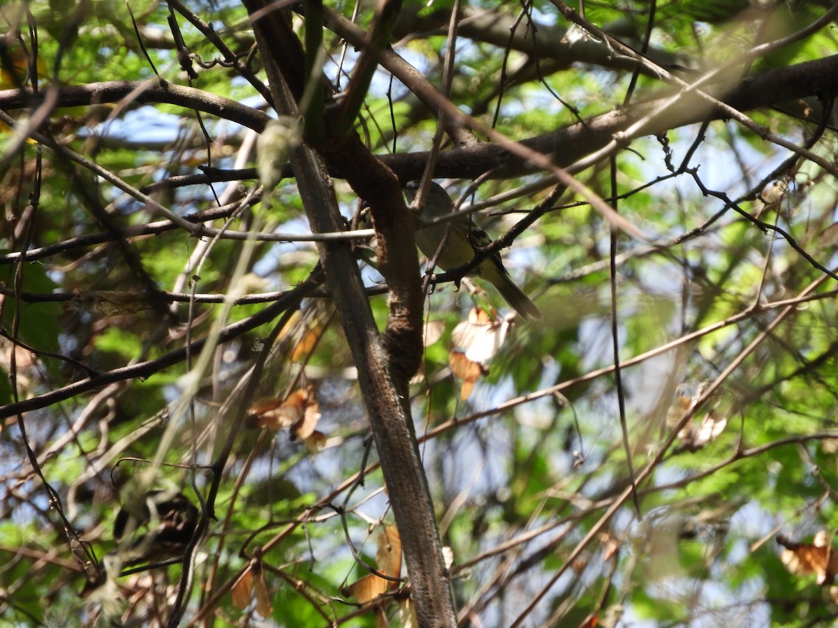 Plain Tyrannulet - ML643397826