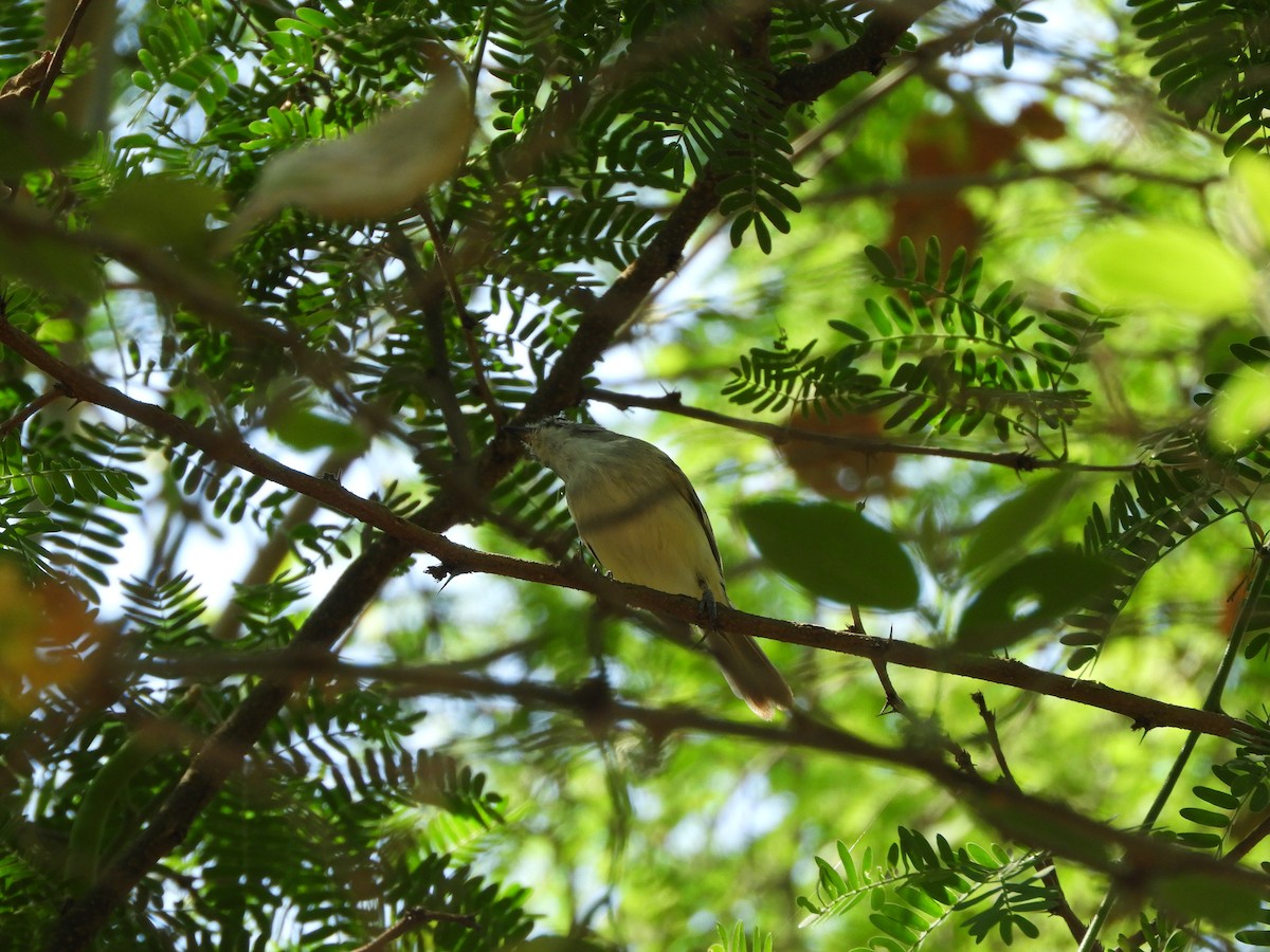 Plain Tyrannulet - ML643397827