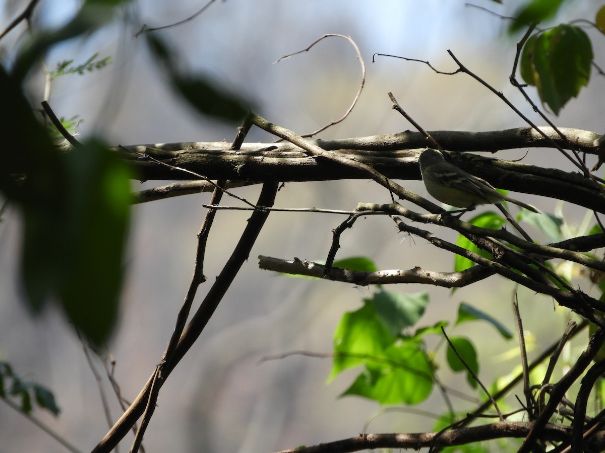 Plain Tyrannulet - ML643397828