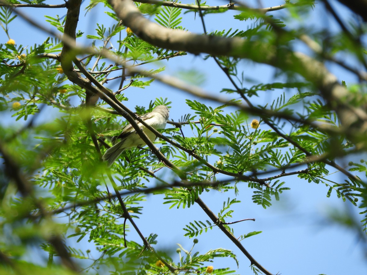 Plain Tyrannulet - ML643397829