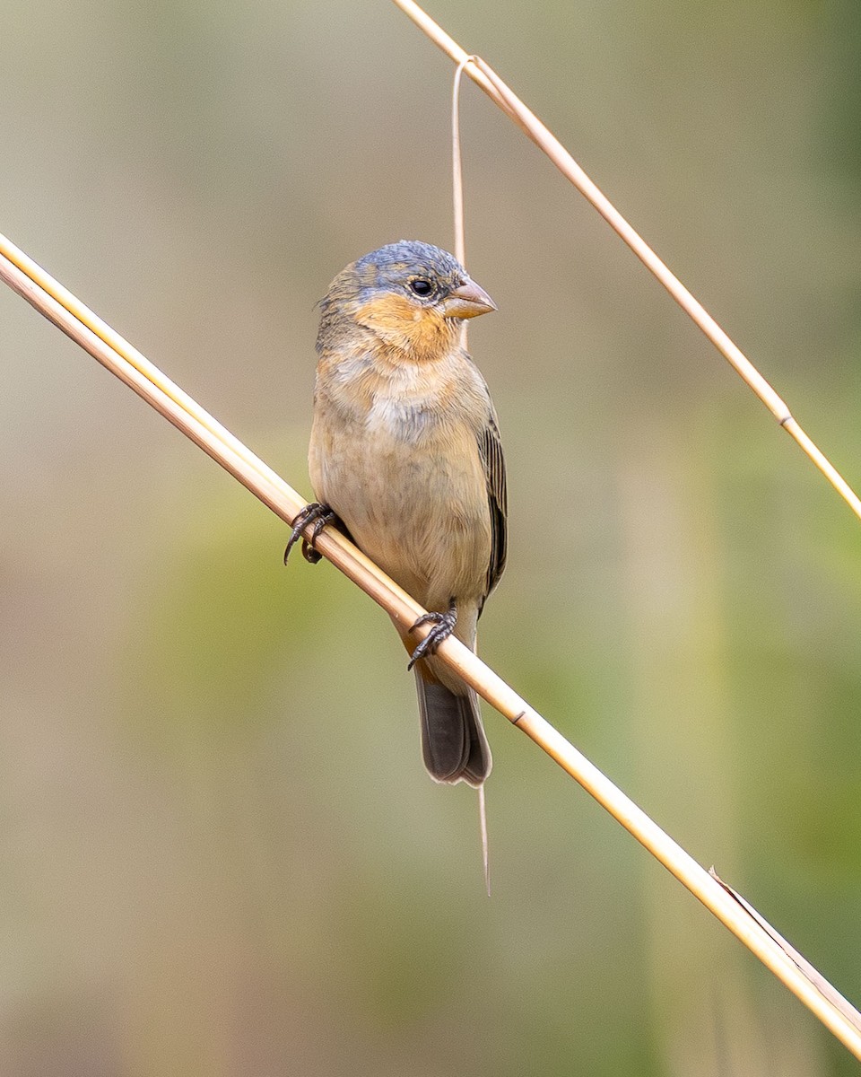 チャバラヒメウソ - ML643397835