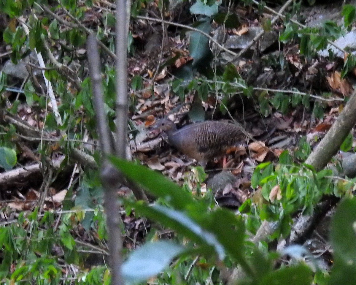Red-legged Tinamou - ML643397842