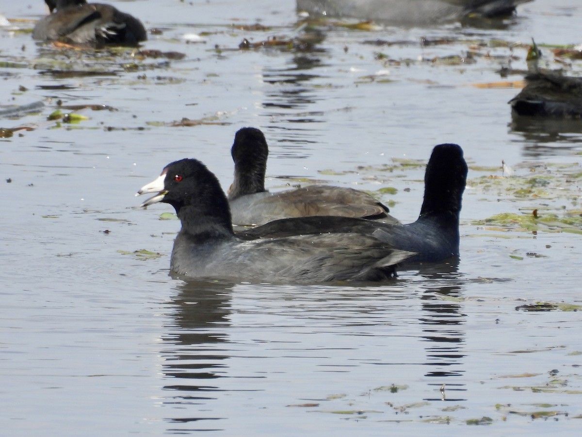 American Coot - ML643397845