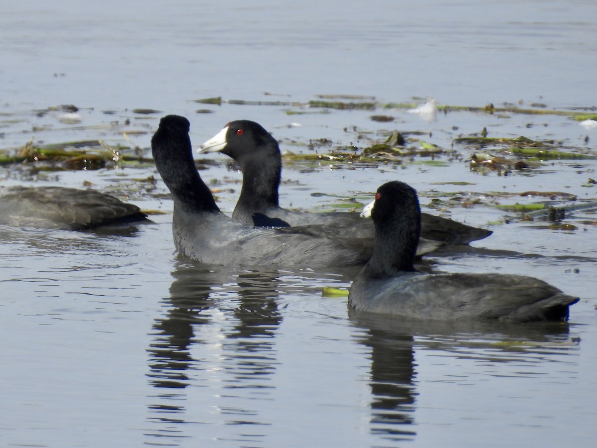 American Coot - ML643397847